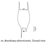 Brachionus diversicornis