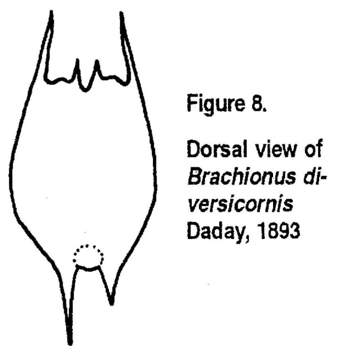 Brachionus diversicornis