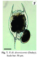 Brachionus diversicornis