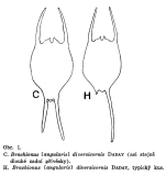 Brachionus diversicornis