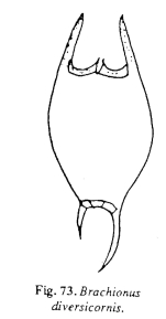 Brachionus diversicornis