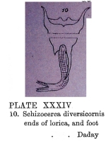 Brachionus diversicornis