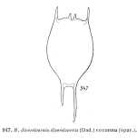Brachionus diversicornis