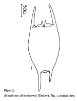 Brachionus diversicornis