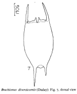 Brachionus diversicornis