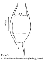 Brachionus diversicornis