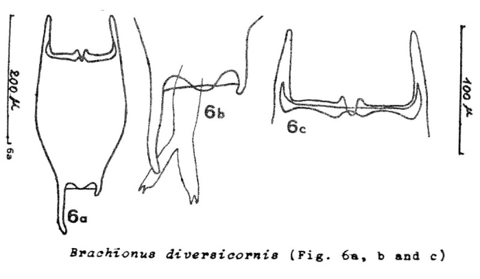 Brachionus diversicornis