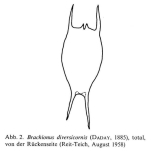 Brachionus diversicornis