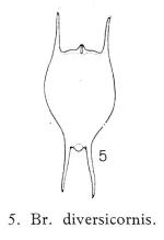 Brachionus diversicornis