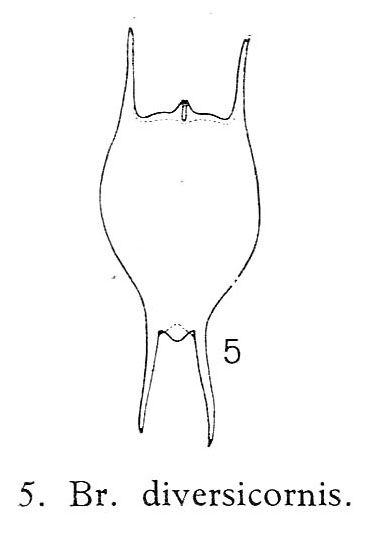 Brachionus diversicornis