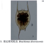 Brachionus diversicornis
