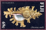 Chicoreus saulii