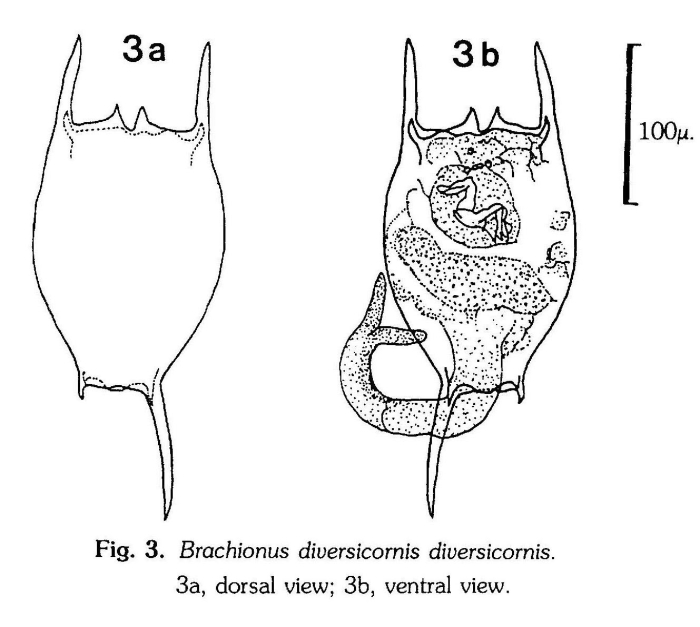 Brachionus diversicornis