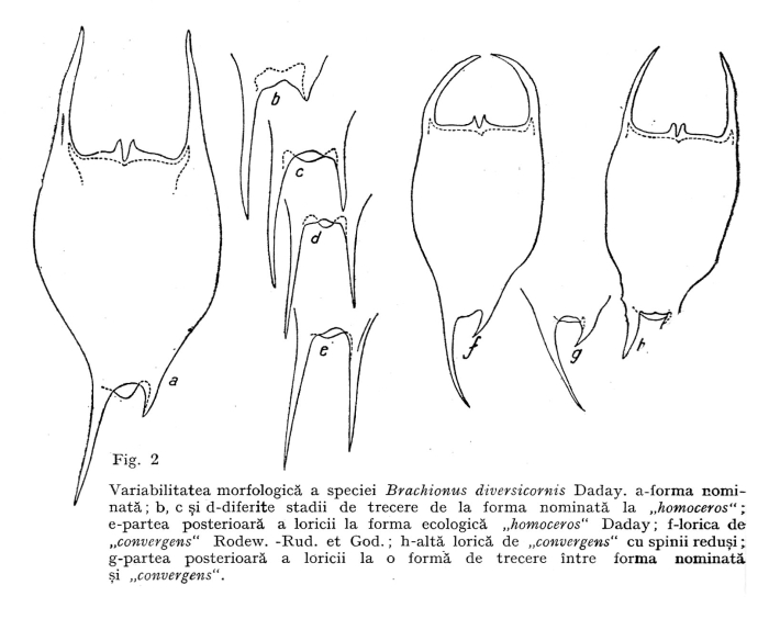 Brachionus diversicornis