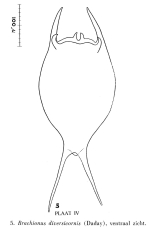 Brachionus diversicornis