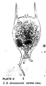 Brachionus diversicornis