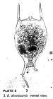 Brachionus diversicornis