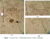 Brachionus diversicornis