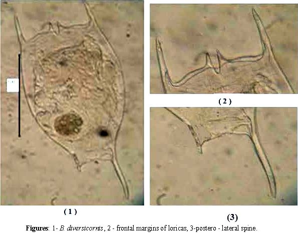 Brachionus diversicornis