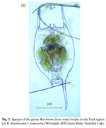 Brachionus diversicornis