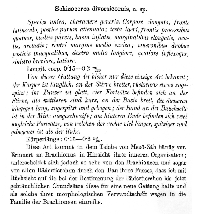 Brachionus diversicornis - Original description image