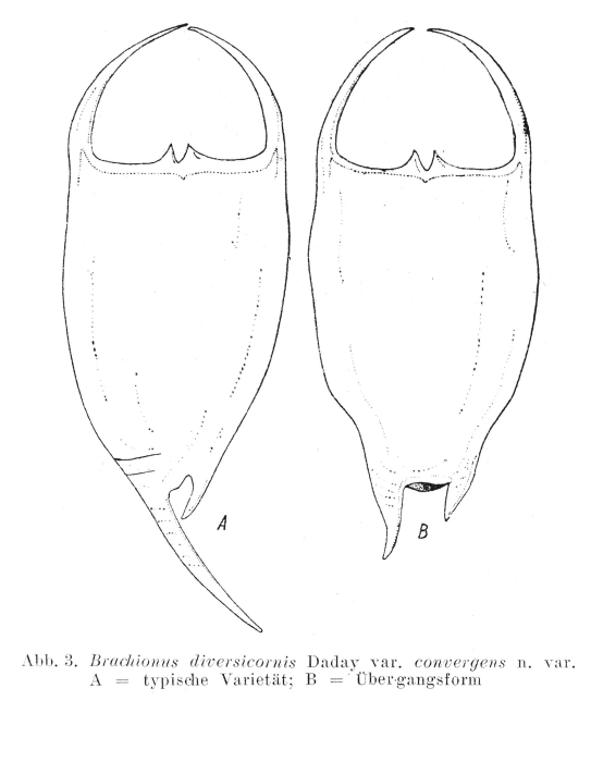 Brachionus diversicornis f. convergens - Original description image