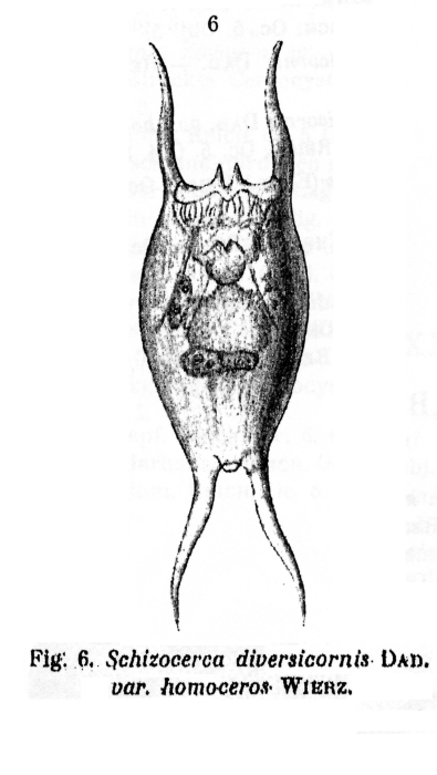 Brachionus diversicornis f. homoceros