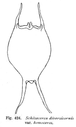 Brachionus diversicornis f. homoceros