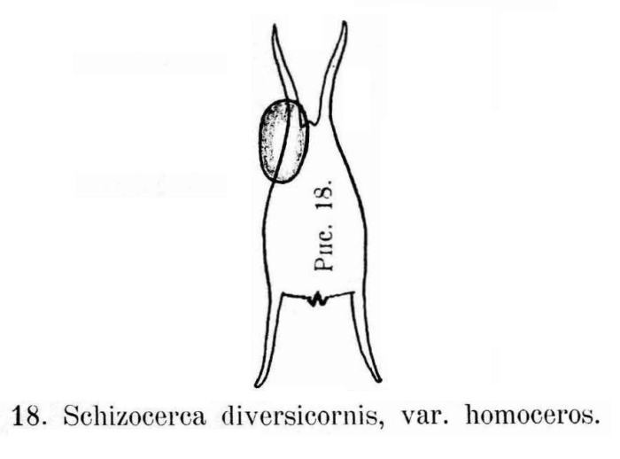 Brachionus diversicornis f. homoceros