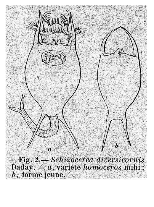 Brachionus diversicornis f. homoceros - Original description image