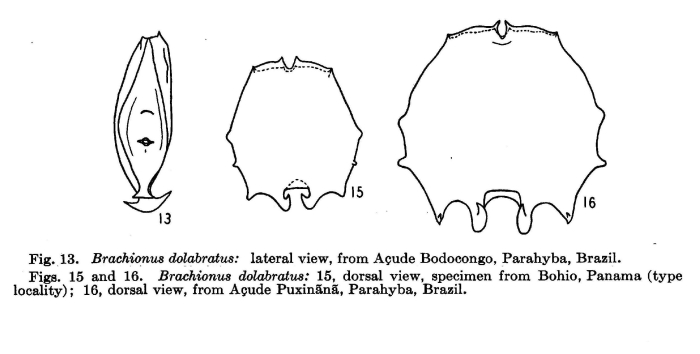 Brachionus dolabratus