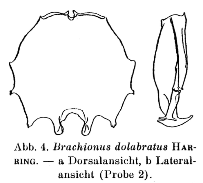 Brachionus dolabratus