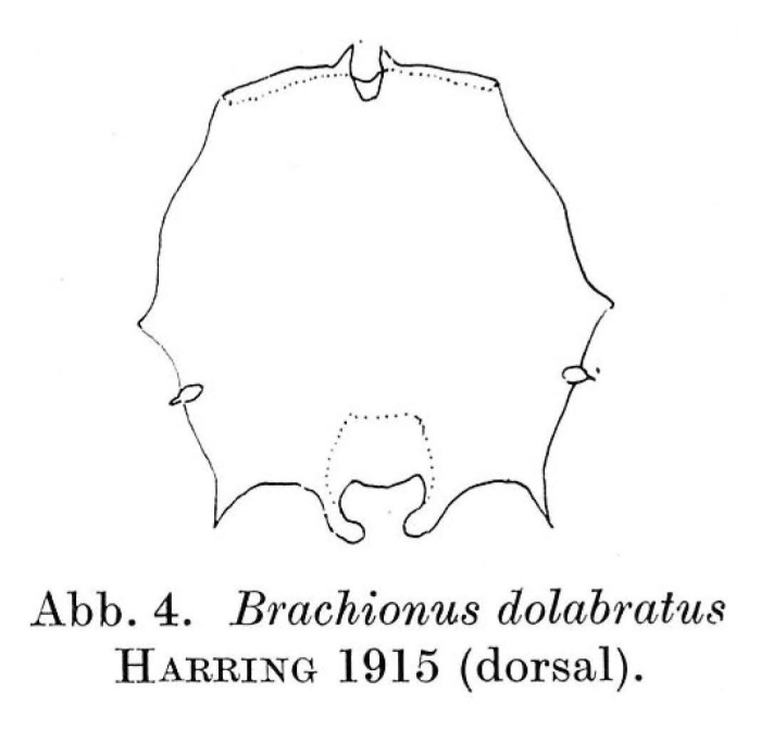 Brachionus dolabratus