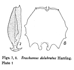 Brachionus dolabratus