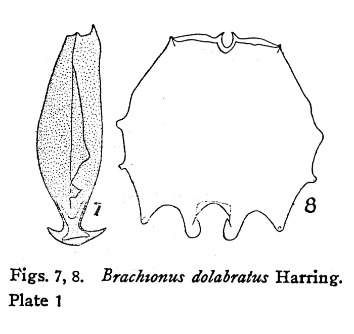 Brachionus dolabratus