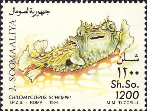 Chilomycterus schoepfi