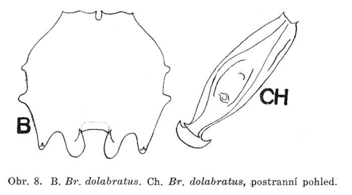 Brachionus dolabratus