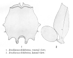 Brachionus dolabratus - Original description image