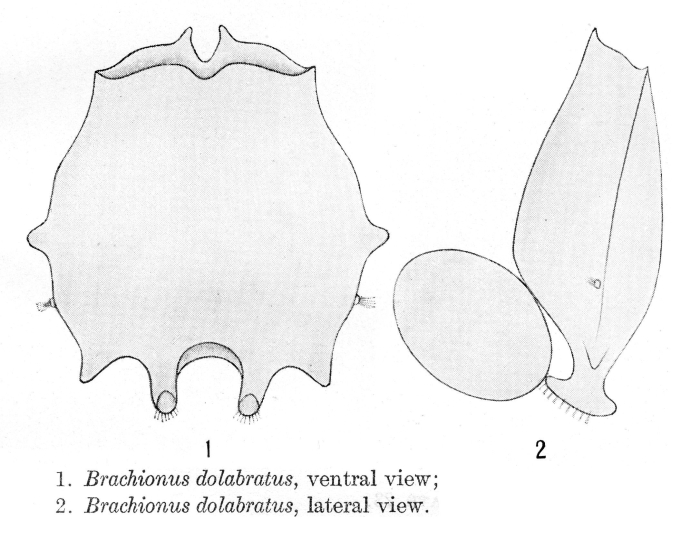 Brachionus dolabratus - Original description image