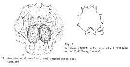 Brachionus donneri