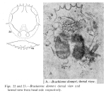 Brachionus donneri