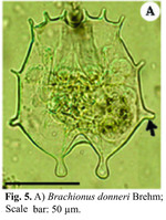 Brachionus donneri