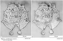 Brachionus donneri