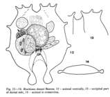 Brachionus donneri