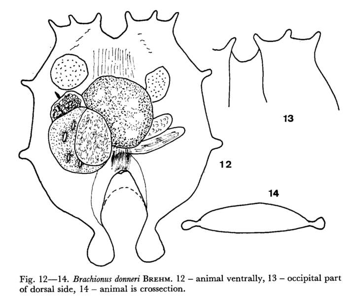 Brachionus donneri Brachionus donneri