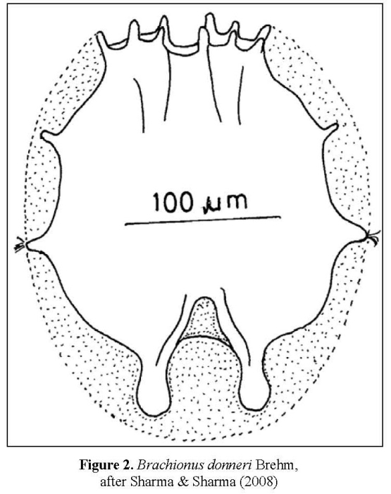Brachionus donneri Brachionus donneri