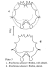 Brachionus donneri