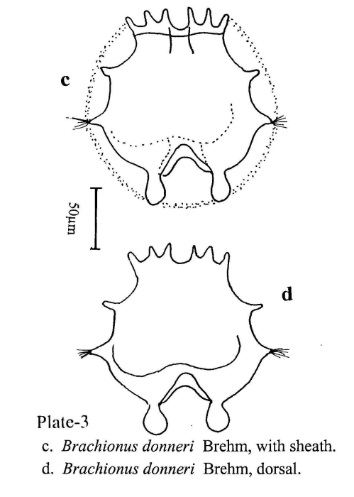 Brachionus donneri Brachionus donneri