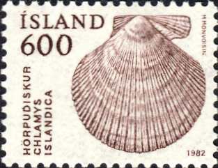 Chlamys islandica Chlamys islandica
