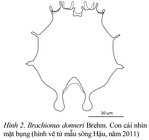 Brachionus donneri
